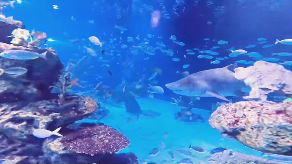 Two sea turtles swimming beneath a rock ledge in an aquarium tank