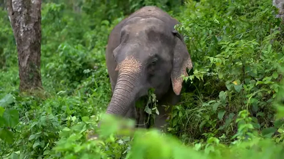 Phuket Elephant Sanctuary